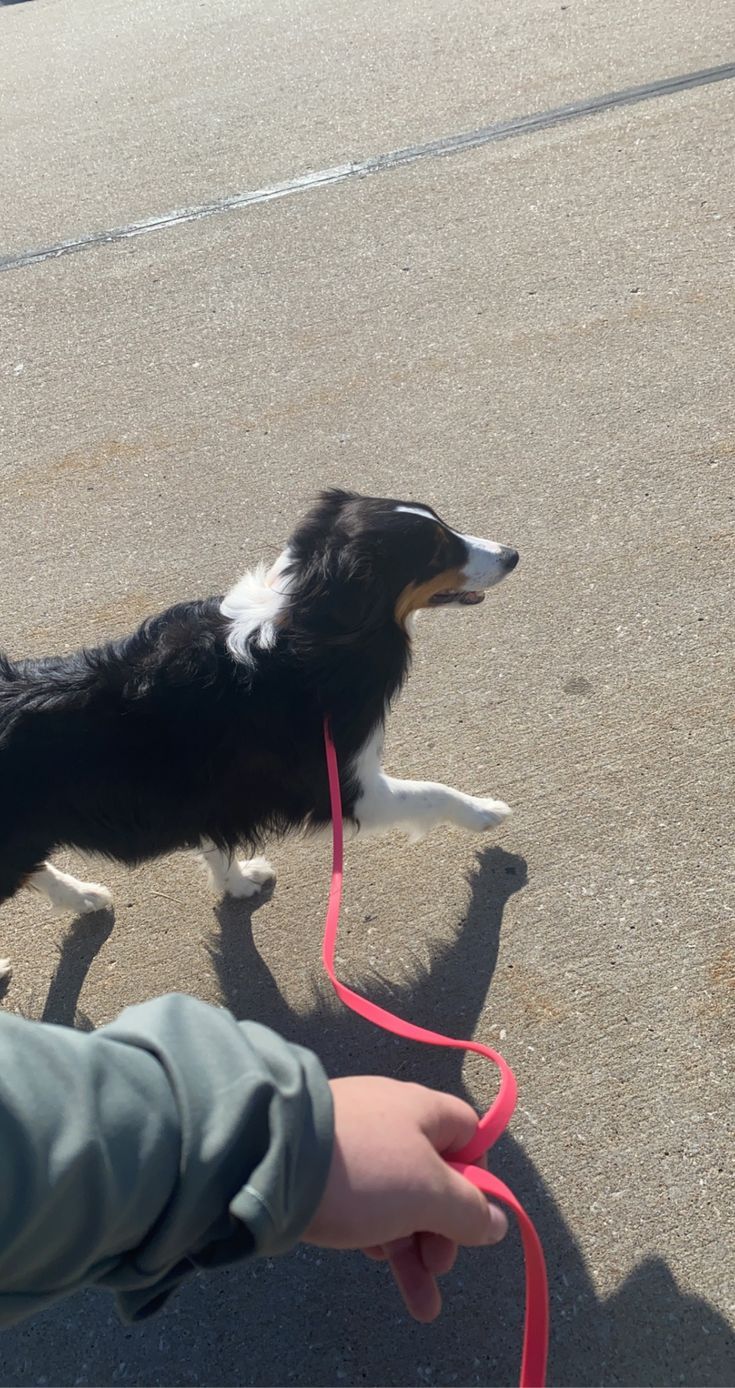 a small dog is being held by a person with a red leash on the street