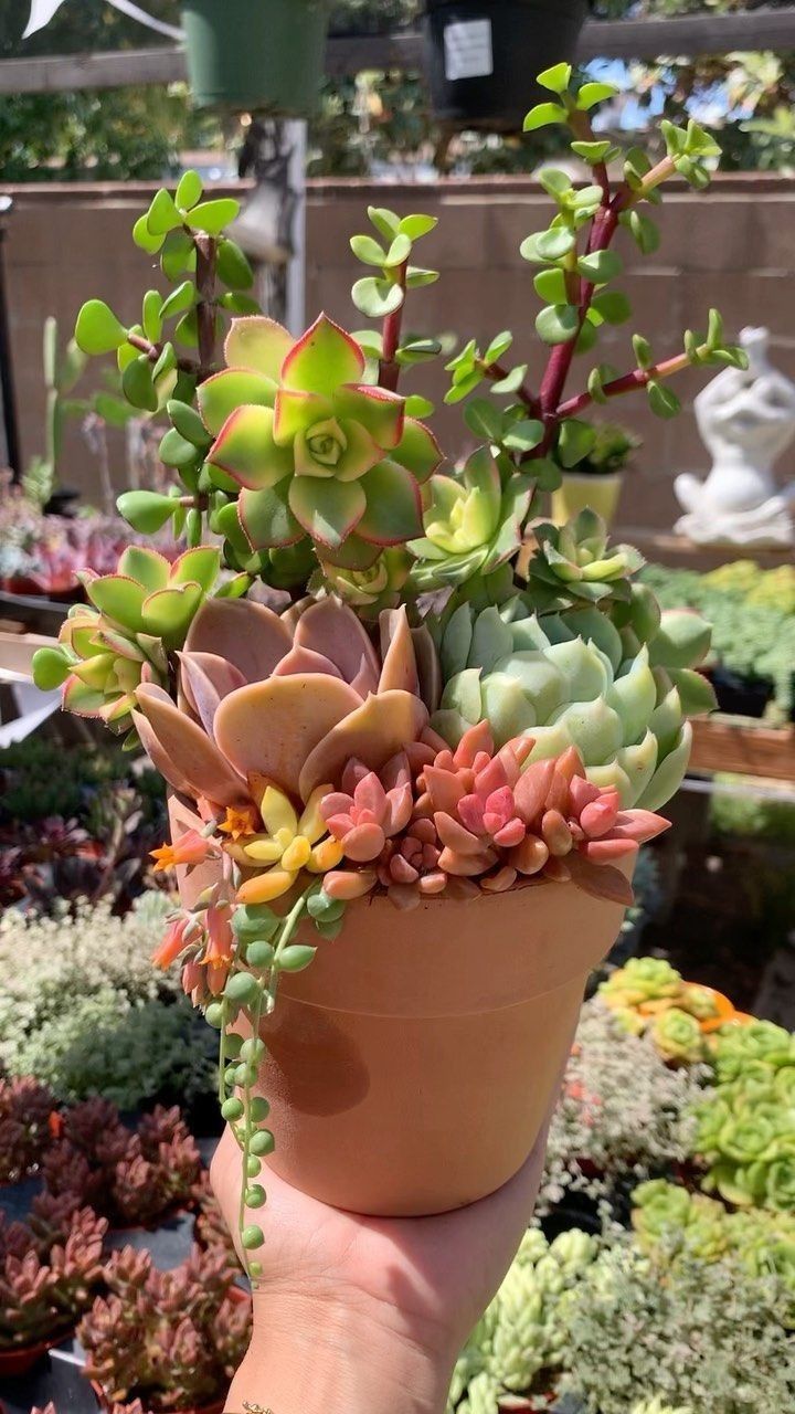 a hand holding a potted plant in it's right hand with other plants behind it