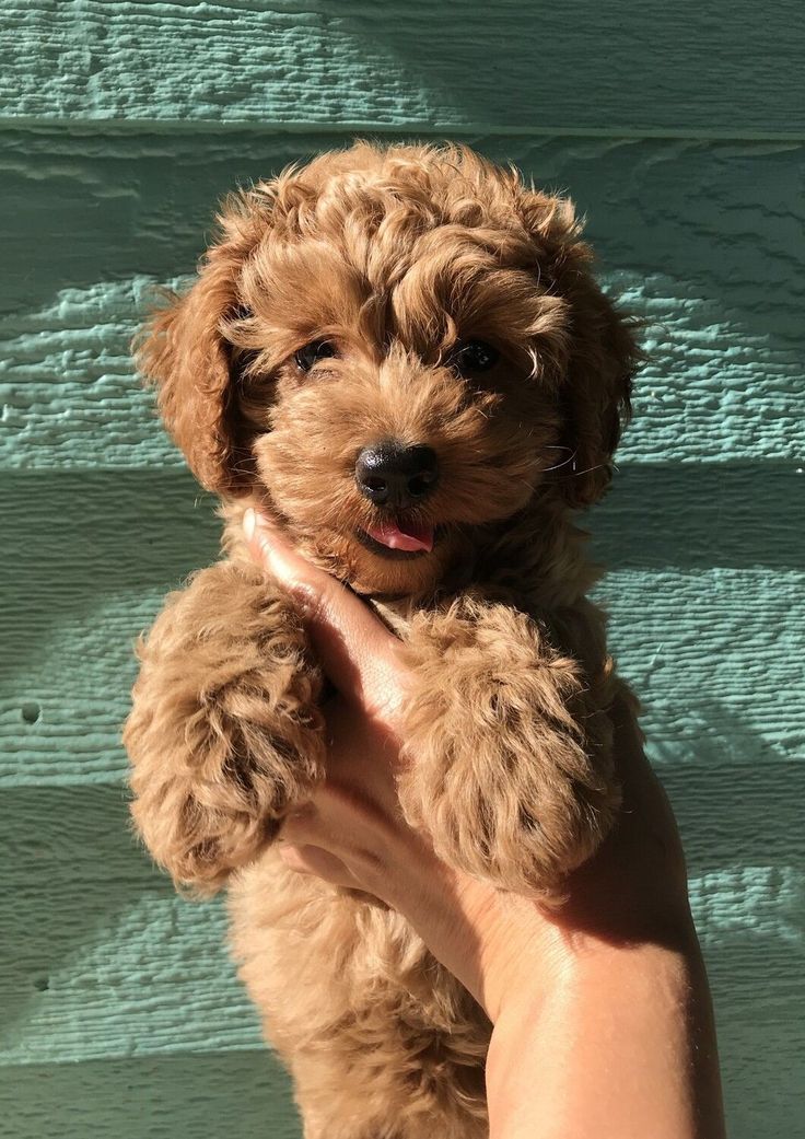 a person holding a small brown dog in their hand