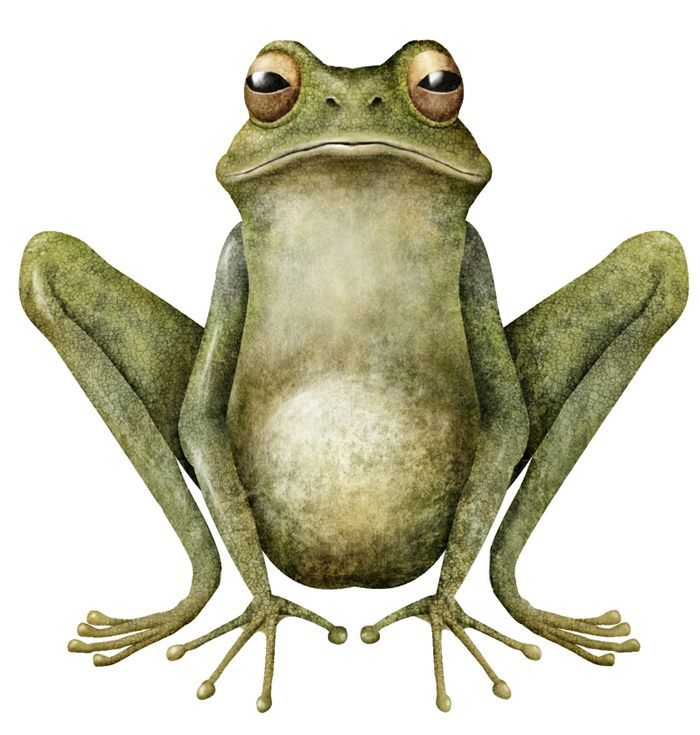 a green frog sitting on top of a white surface