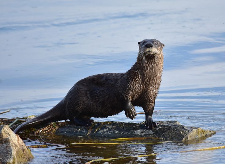 an otter standing on top of a rock in the water