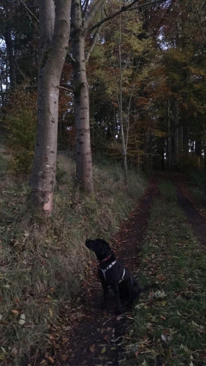 a black dog sitting in the middle of a forest