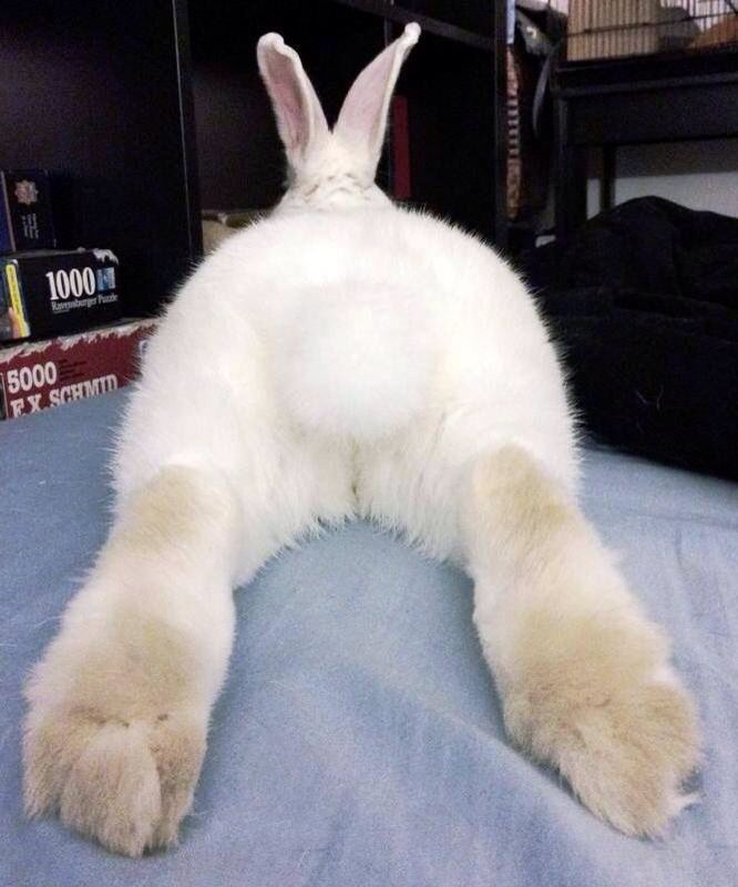 a large white rabbit laying on top of a bed