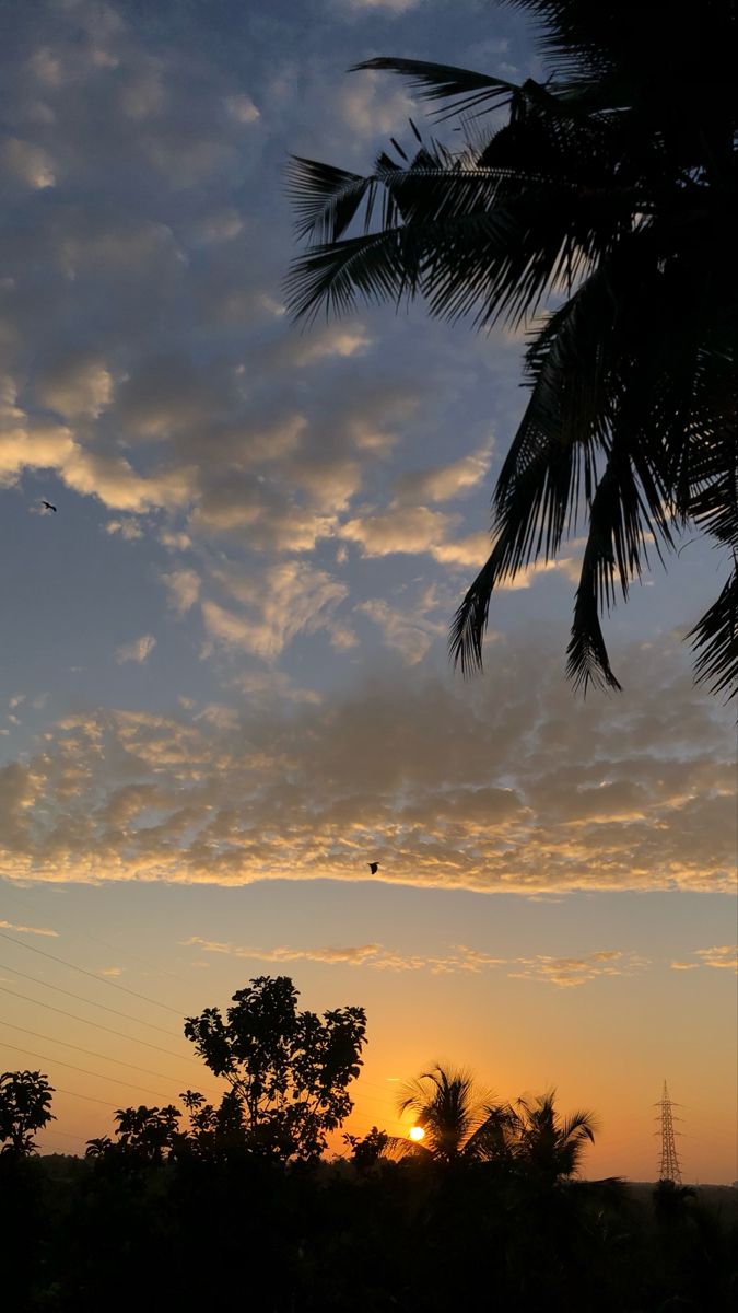 the sun is setting behind some palm trees and power lines in the foreground, with an airplane flying overhead