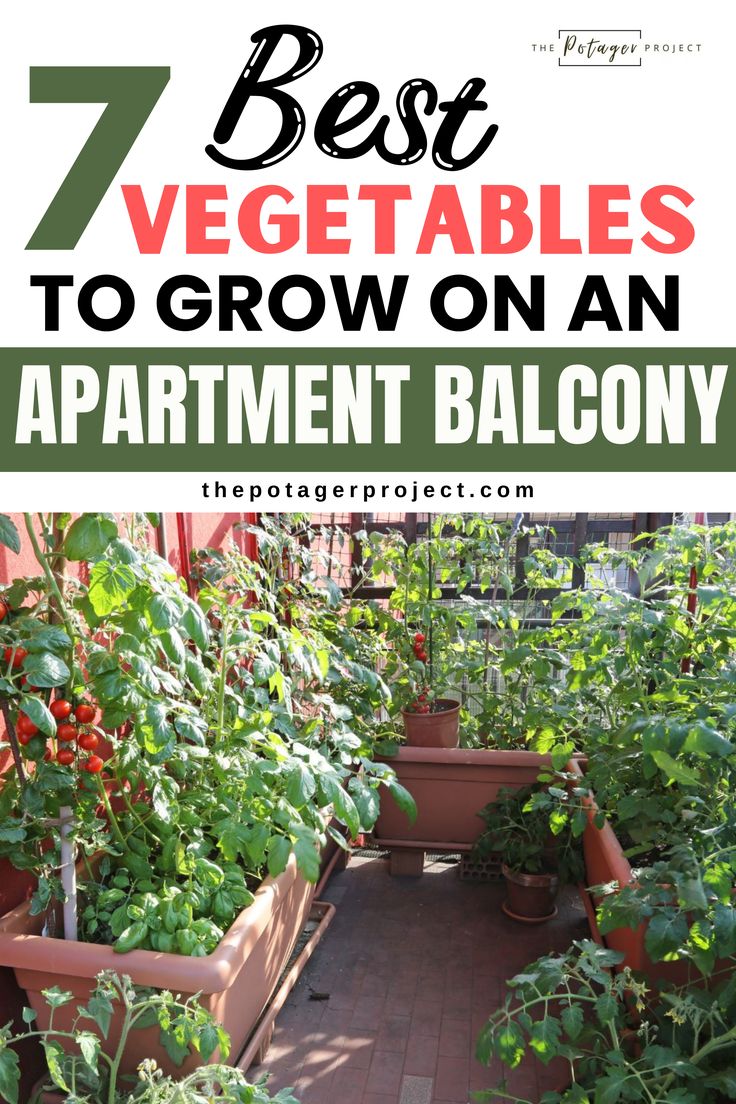 Here is apartment balcony gardening Apartment Vegetable Garden, Urban Gardening Balcony, Best Vegetables To Grow, Balcony Herb Gardens, Balcony Apartment, Best Vegetables, Apartment Balcony Garden, Vegetables To Grow, Balcony Gardening