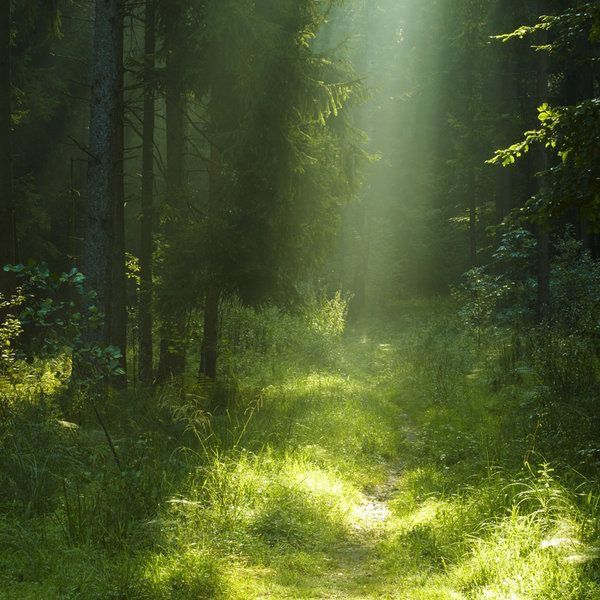 the sun shines through the trees in the forest on a path that is surrounded by tall grass