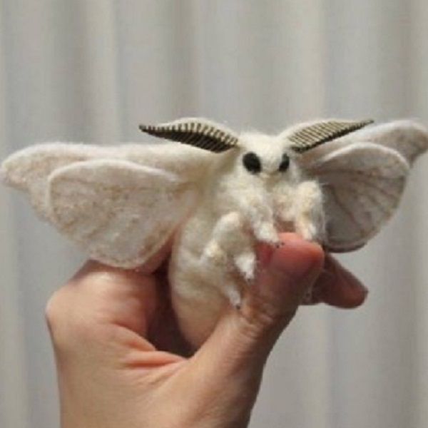 a hand holding a small white bat with black and brown wings on it's head