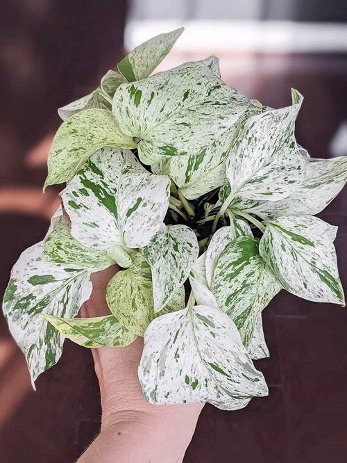 a person's hand holding a green and white plant