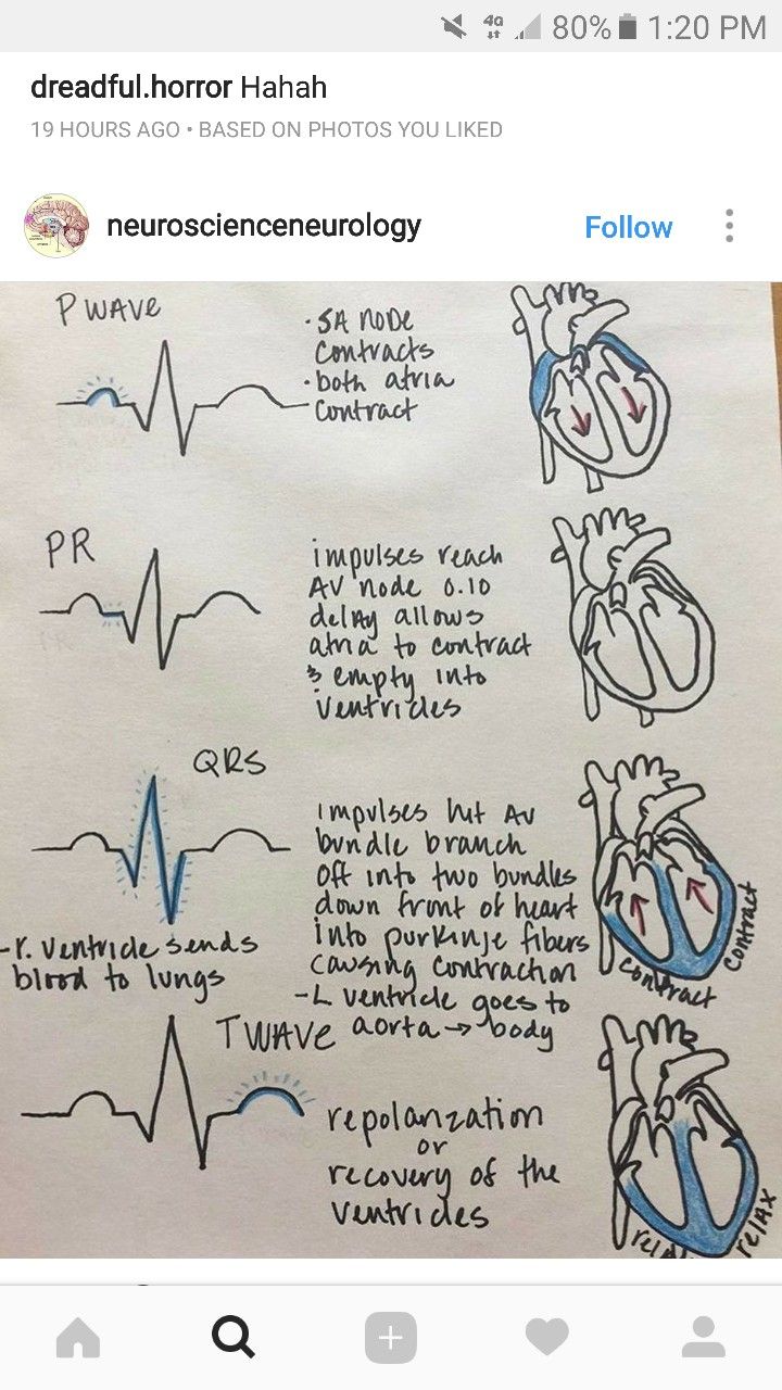 Cycle Phases, Cardiac Cycle, Studie Hacks, Medical Assistant Student, Nurse Study Notes, Nursing Student Tips, Medical Student Study, Cardiac Nursing, Nursing School Survival