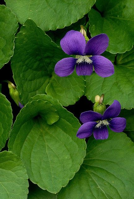 purple flowers with green leaves in the background