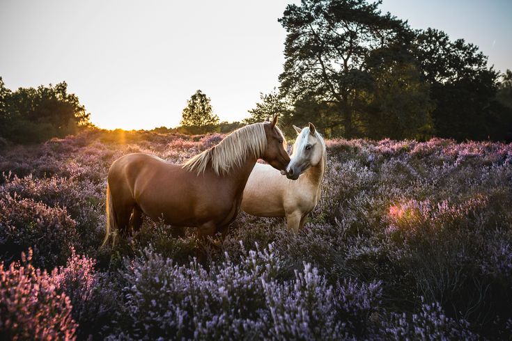 two horses are standing in the middle of a field with purple flowers and trees behind them