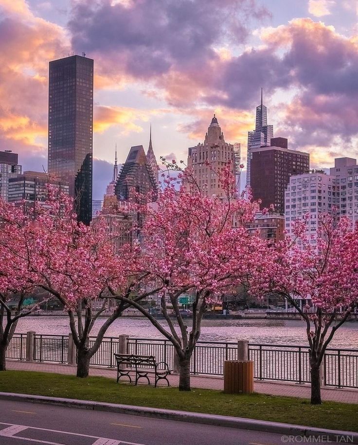 the city skyline is shown with pink trees in bloom