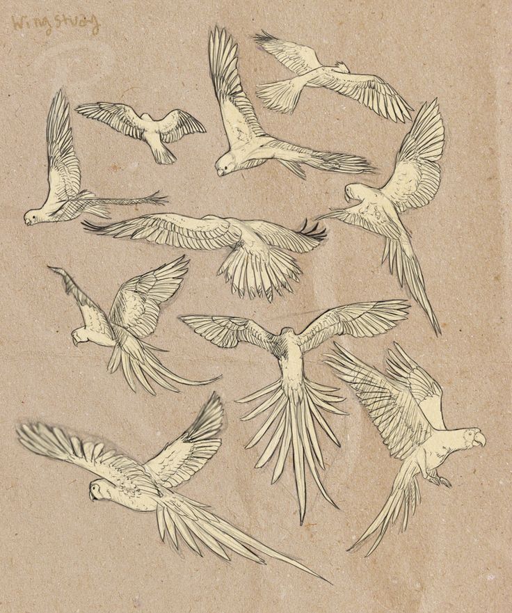 a drawing of birds flying in the air