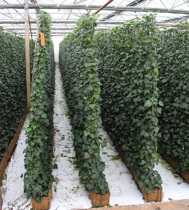 rows of green plants in a greenhouse with snow on the ground