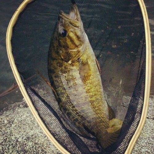 a fish is caught in a fishing net