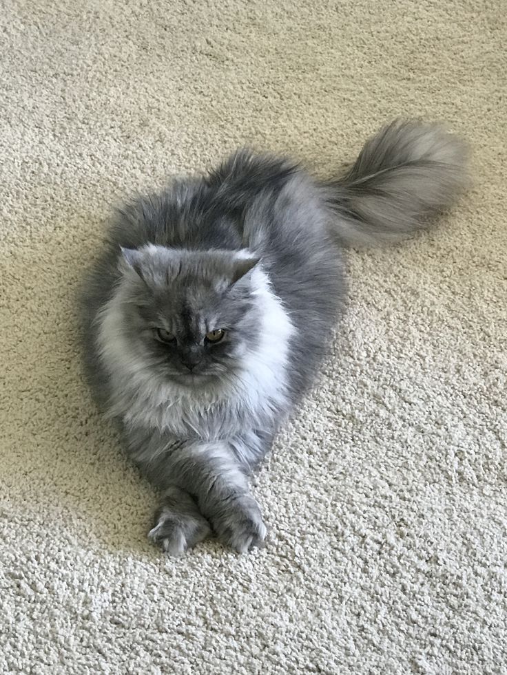 a fluffy gray cat laying on the floor