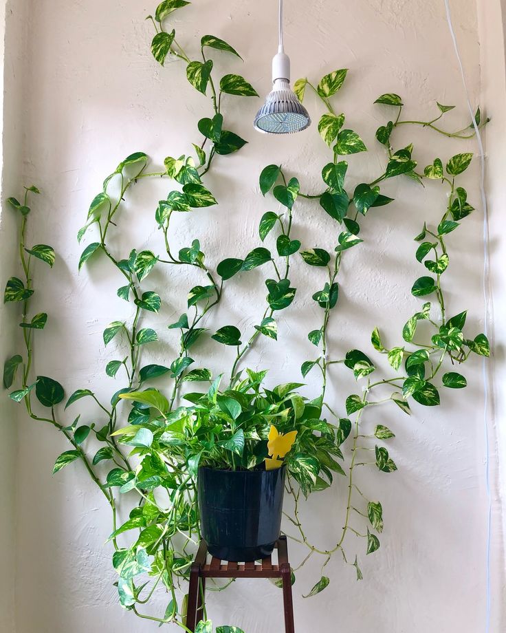 a potted plant hanging on the wall next to a ladder with flowers in it