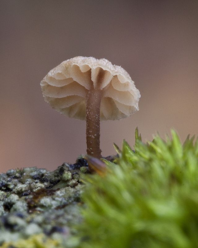 a small mushroom sitting on top of a moss covered ground