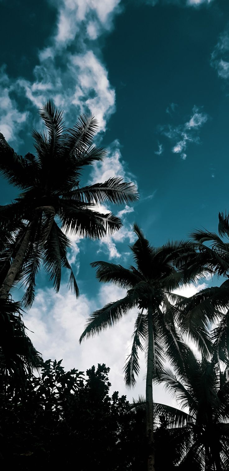 palm trees are silhouetted against the blue sky with white clouds in the foreground