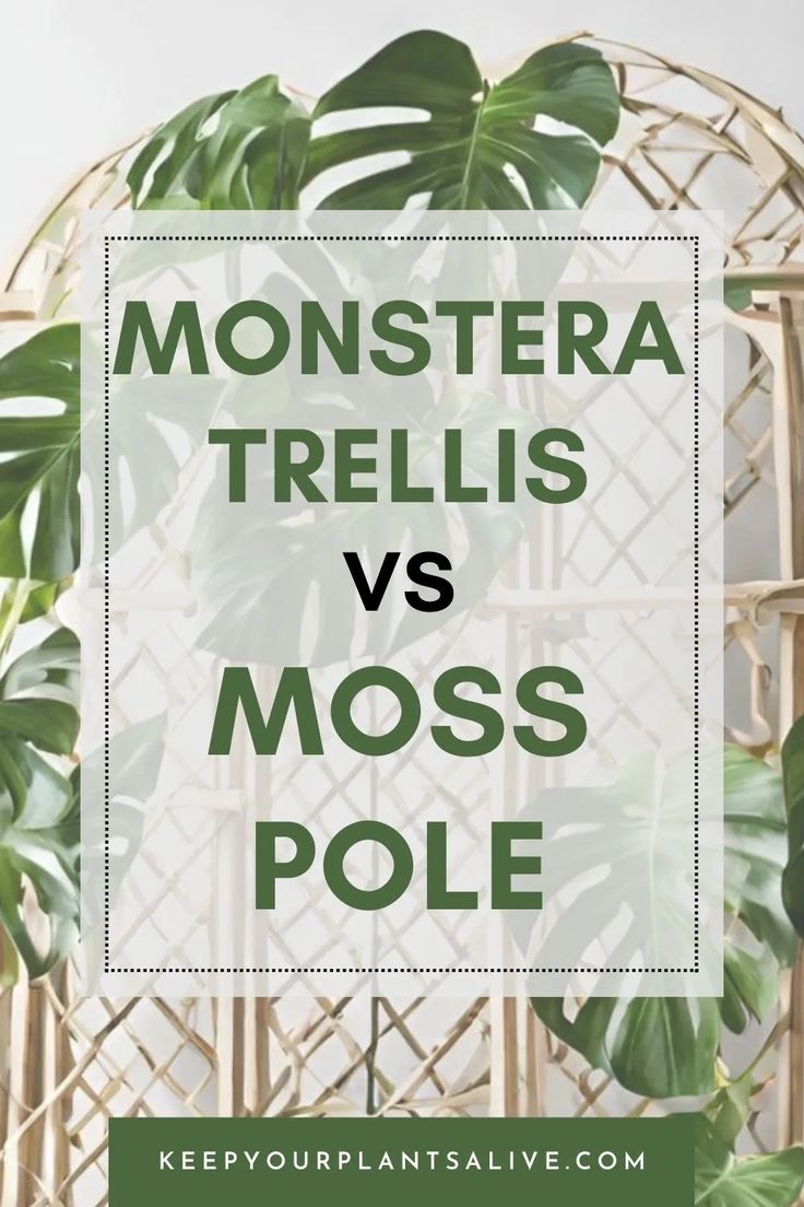 monster plant with the words monstera trellis vs moss pole