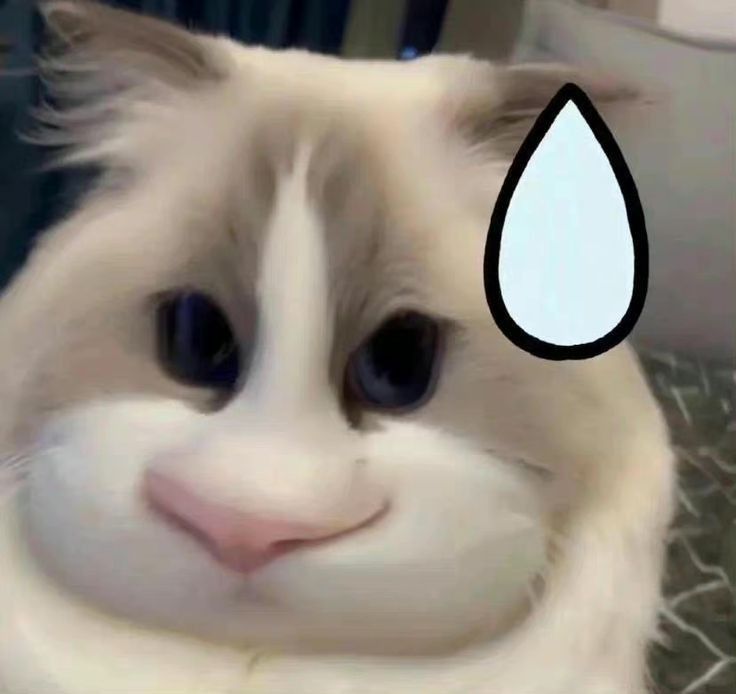 a cat with a tear on it's face