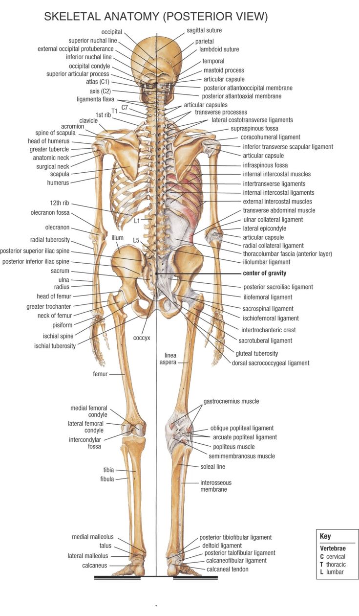 the skeletal skeleton and its major bones are labeled in this diagram, with labels on each side