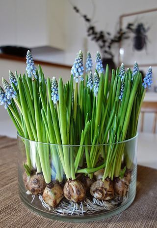 a glass vase filled with green onions and blue flowers