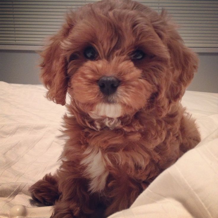 a small brown dog sitting on top of a bed