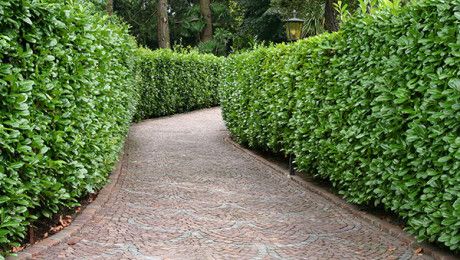 a brick pathway between two rows of green bushes