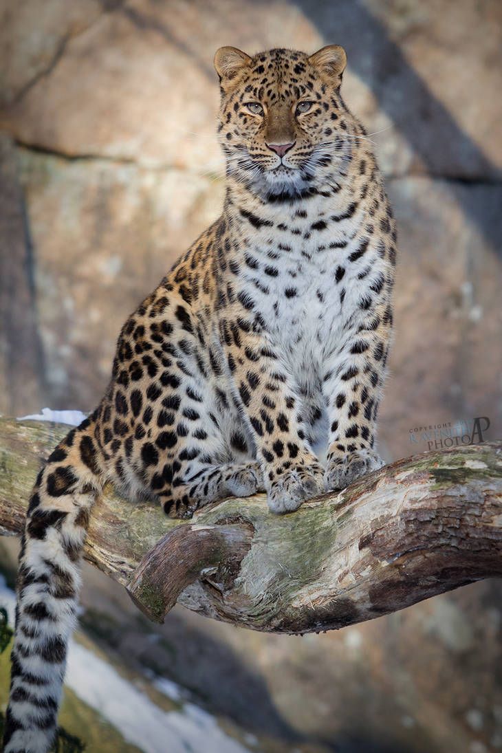 a large leopard sitting on top of a tree branch