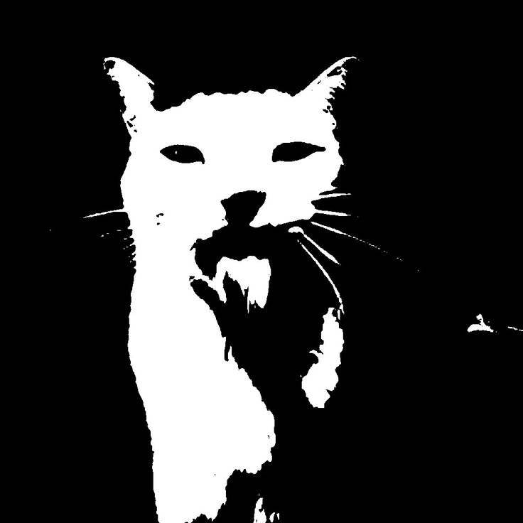 a black and white image of a cat