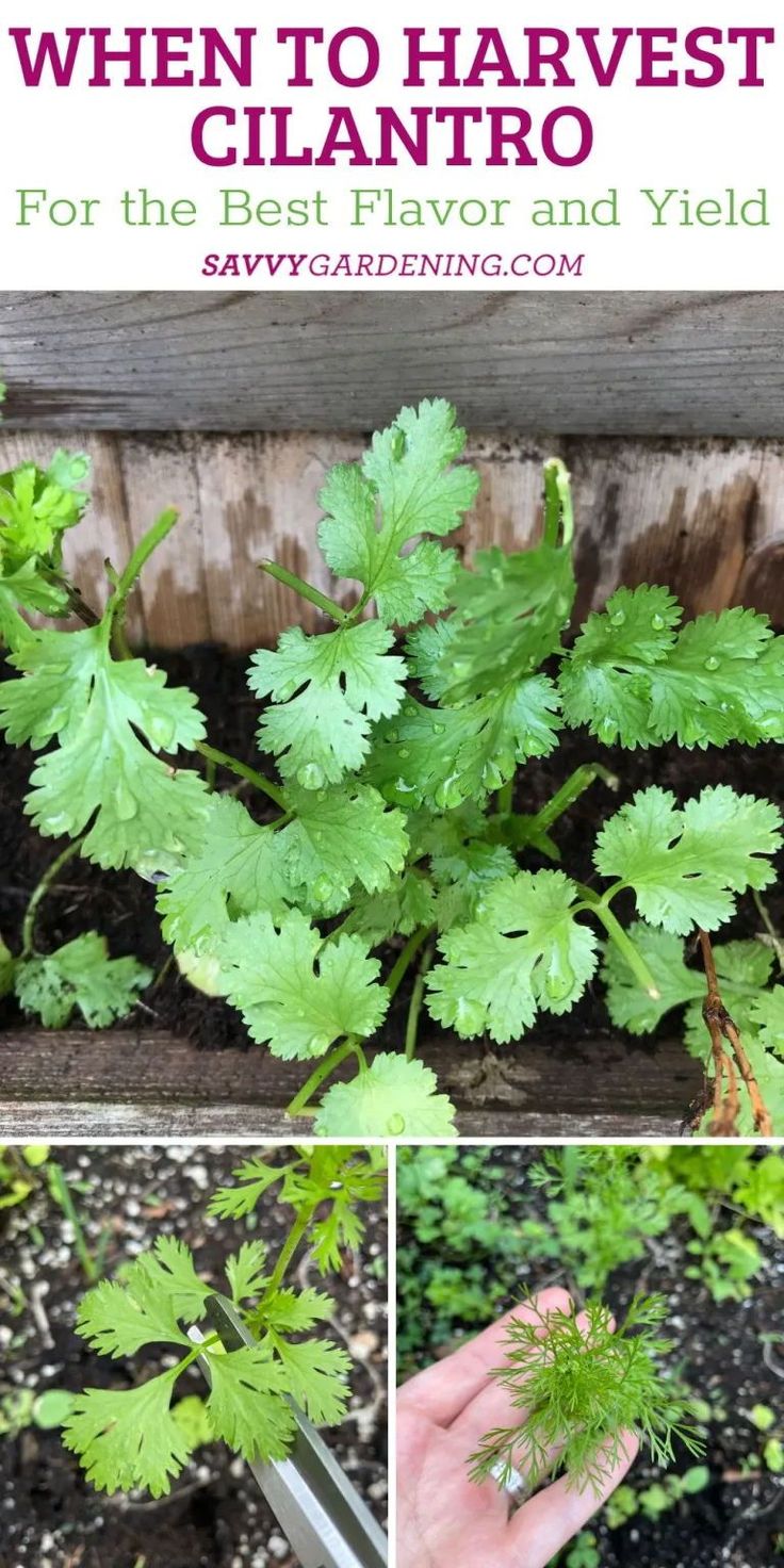 the garden is full of plants that are growing and ready to be planted in their own yard