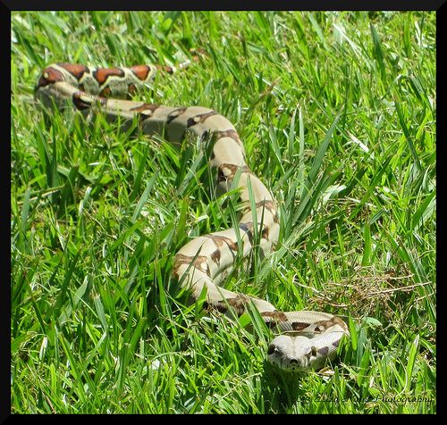 a snake that is laying down in the grass