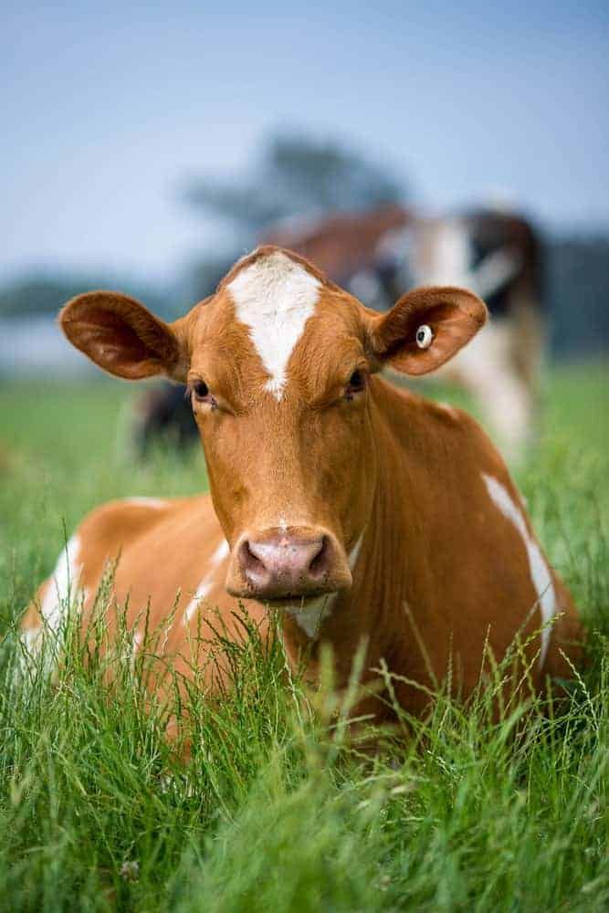 a brown and white cow laying on top of a lush green field