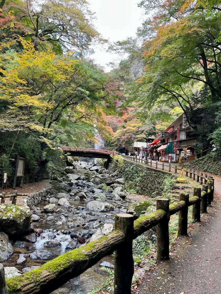 a river running through a lush green forest