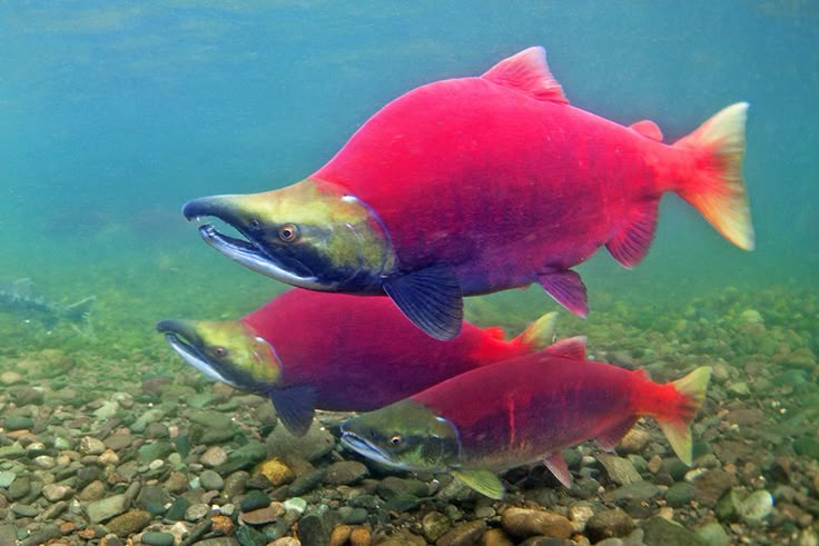 two salmons swimming in the water near some rocks and gravel, with one fish looking at the camera