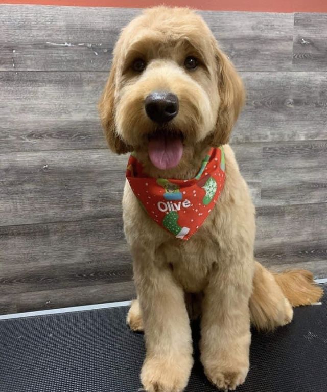 a brown dog sitting on top of a table wearing a red bandana and smiling