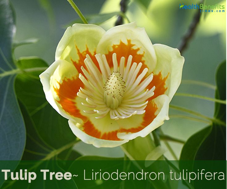 a yellow and white flower with the words tulip tree - liddendon tulipfar