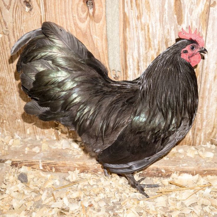 a close up of a chicken on a wooden surface