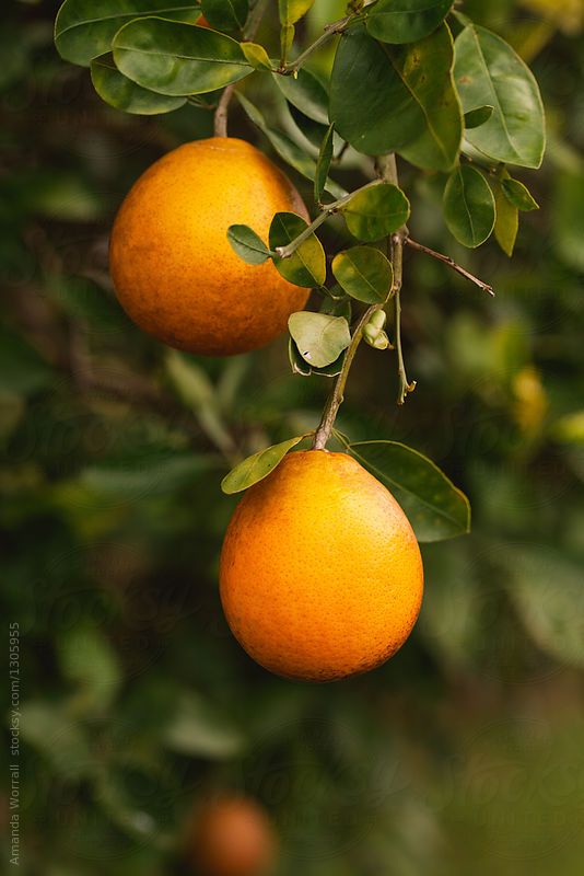 two oranges hanging from a tree with leaves