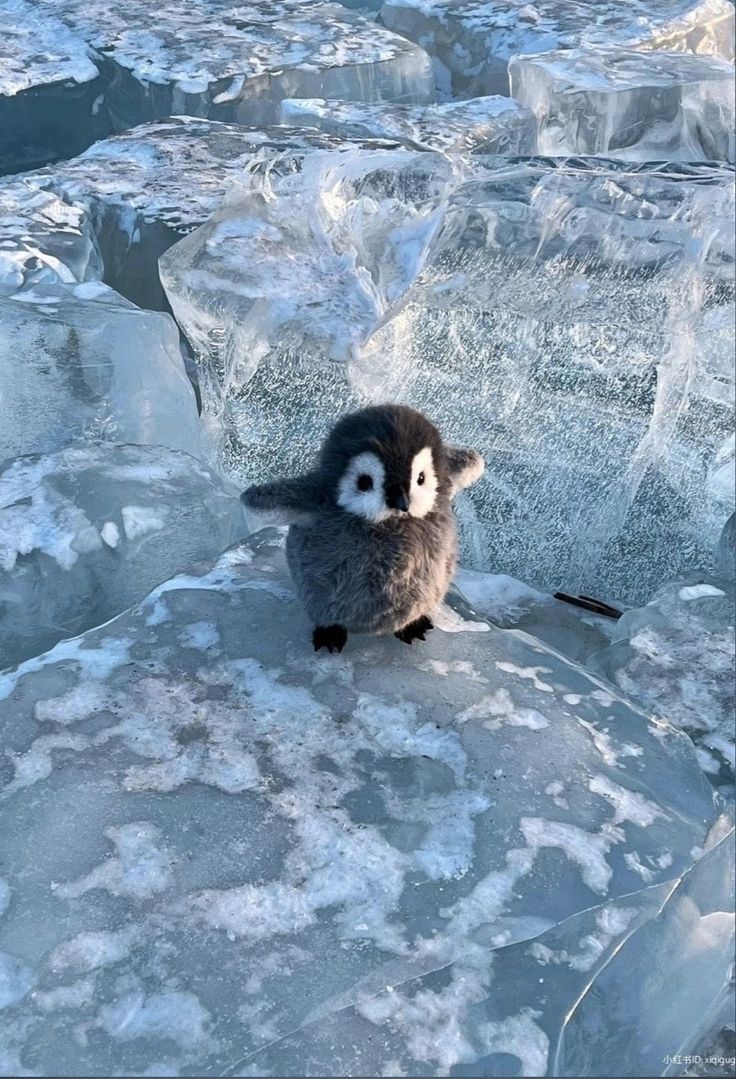 a small penguin sitting on top of an ice floet covered in snow and ice