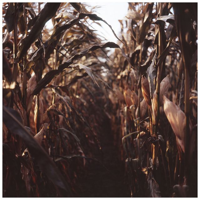 an image of a corn field taken from the ground