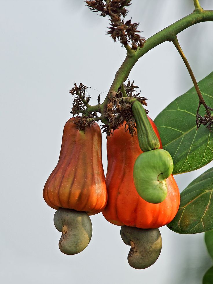 three fruits hanging from a tree with green and orange fruit on the branches in front of them