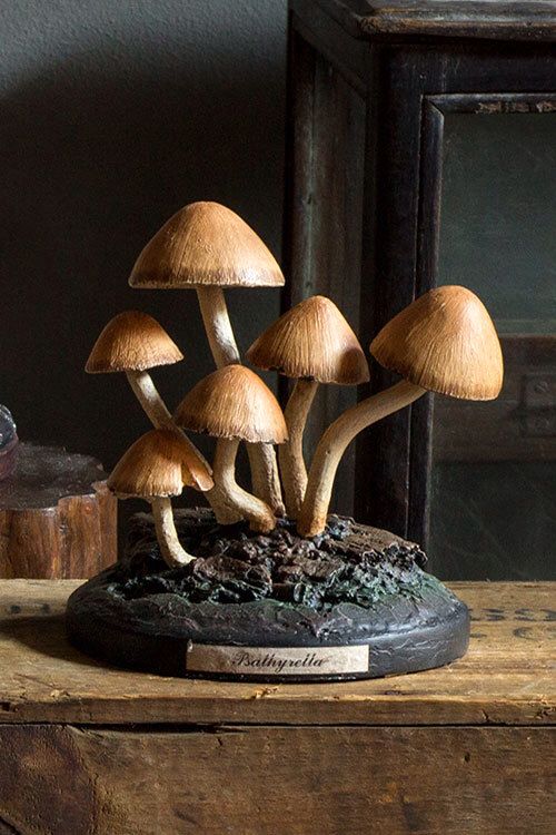 a group of mushrooms sitting on top of a wooden table