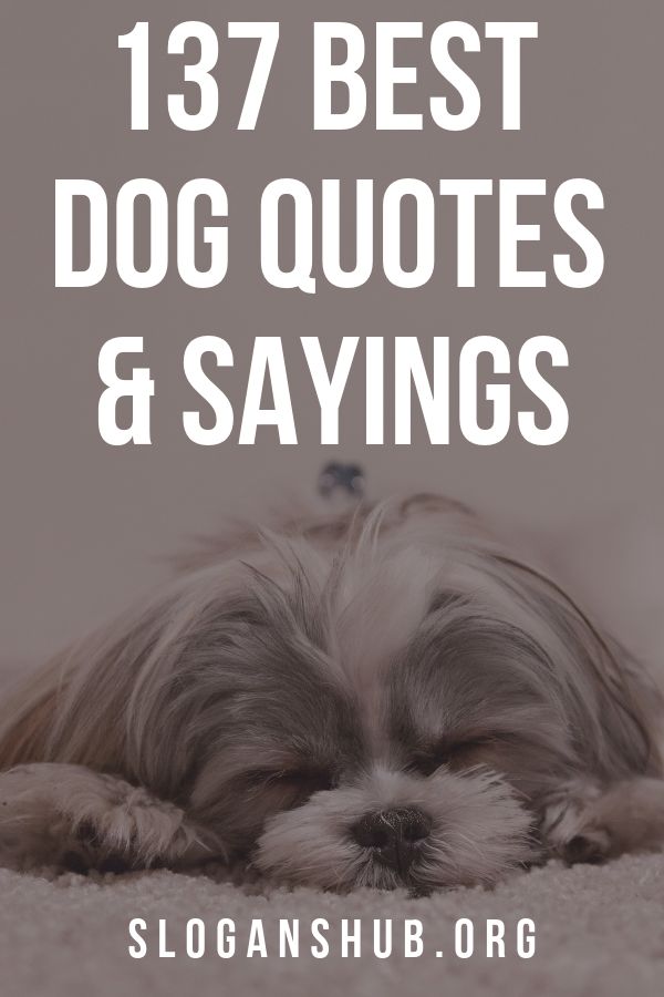 a dog laying on the floor with its head resting on it's paws and text that reads, best dog quotes & sayings