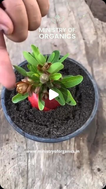 a hand is touching a small plant in a pot