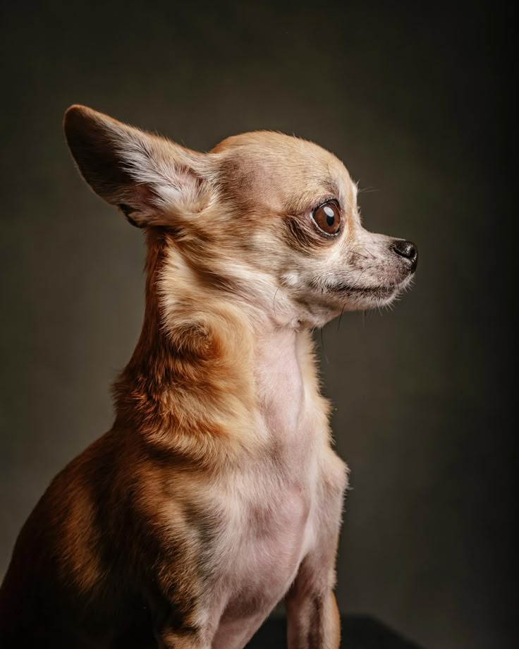 a small brown dog sitting on top of a black surface