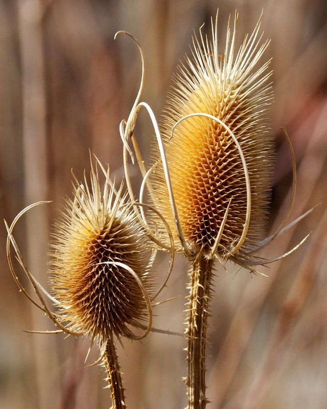 two yellow flowers with long stems in the middle of some dry grass and brown leaves