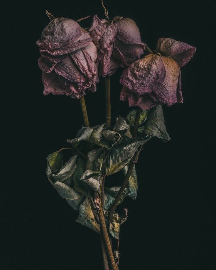 three purple flowers are in a vase on a black background with the stems still attached