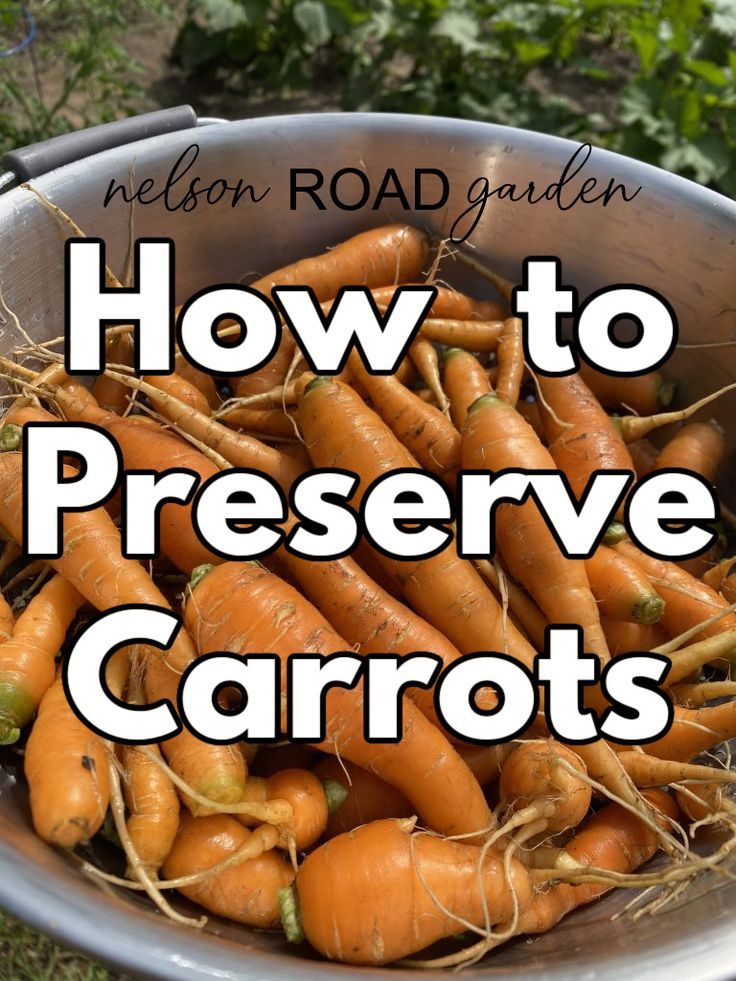 how to preserve carrots in the garden